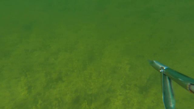 Рыбалка. Подводная охота. Толпы сазанов. Подводная съемка. GoPro HERO 9 underwater. Spearfishing смотреть онлайн