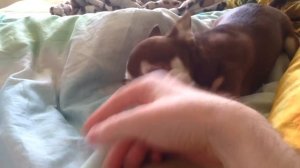 Чихуахуа кусается