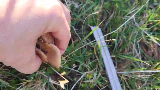 Honey Fungus:The giant mushroom: The most mushrooms I've ever found! смотреть онлайн
