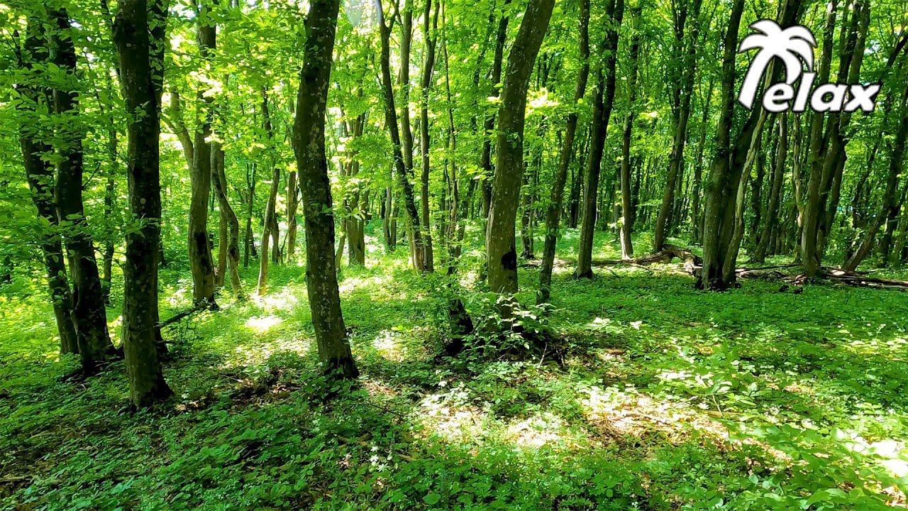 Spring Mountain Forest and Relaxing Birdsong for Relaxation, Meditation and Sleep. смотреть онлайн