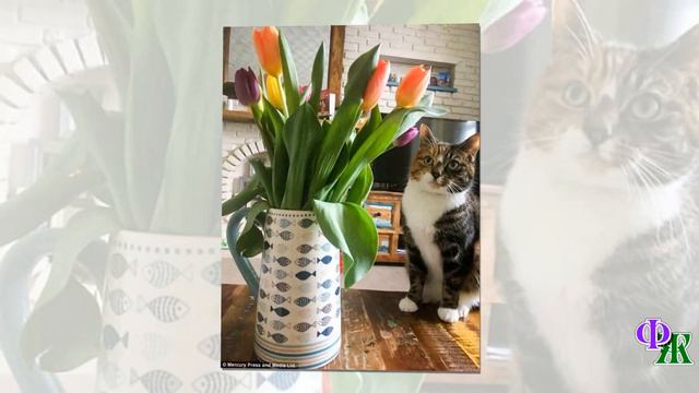 Здоровая кошечка посидела рядом с тюльпанами, а через сутки ее пришлось усыпить смотреть онлайн