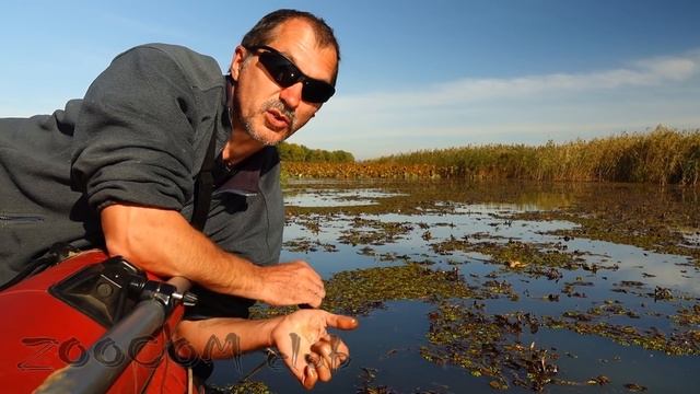 Путешествие в дельту. Вот это жизнь! смотреть онлайн