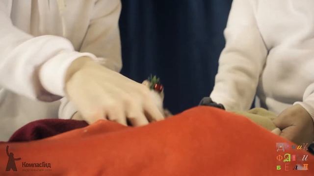 Спектакль "Маленький Дед Мороз", 1+ смотреть онлайн