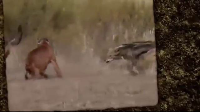 Jackals attacked caracal. Kitten against two jackals / Amazing shots смотреть онлайн