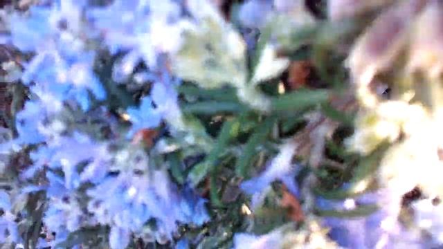 О Сочи, пальмы, водопады . Красот у города не счесть. смотреть онлайн