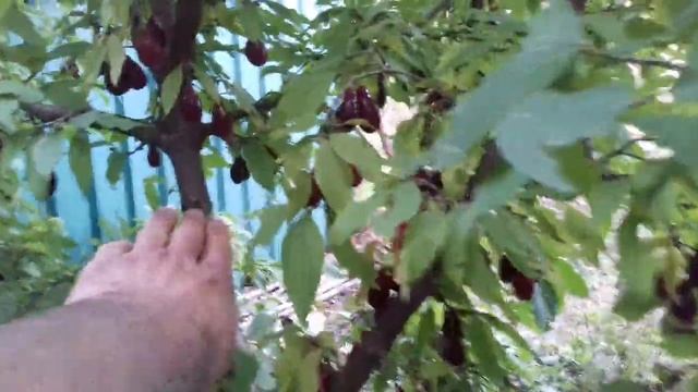 Фундук Трапезунд или кизил Семен?Что лучше?Урожай Семена на одиннадцатый год. смотреть онлайн