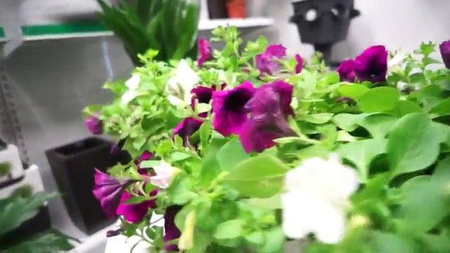 ARTPLANTS - Петуния бело-красная смотреть онлайн