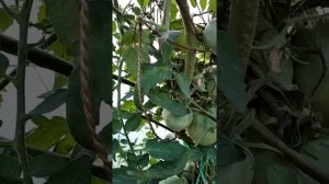 Сорт томата Данко / Вкусные кисло-сладкие помидоры