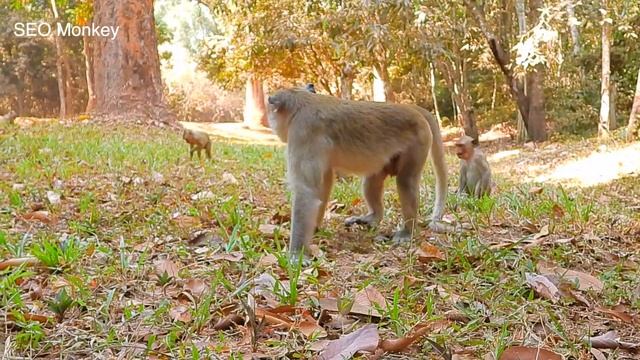 MG, too young monkey can't move, why big monkey do like that on it?, pitiful poor baby loudest cry. смотреть онлайн