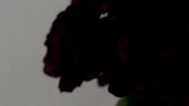 Фотостудия "White light", январь 2017 смотреть онлайн