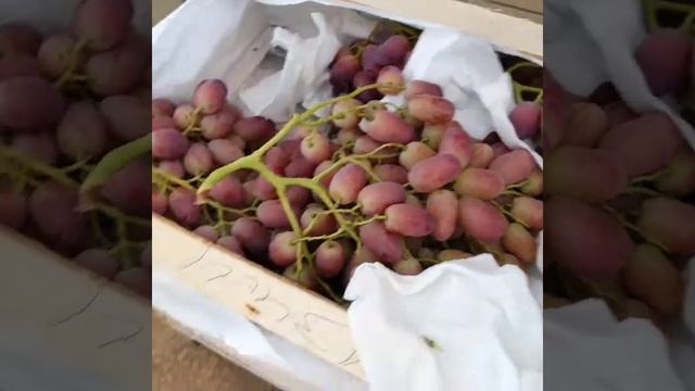 Как выбрать виноград Ризамат ? смотреть онлайн