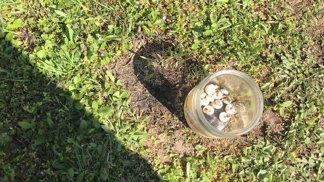 ПАУКИ ТАРАНТУЛЫ в земле Tarantulas In The Earth