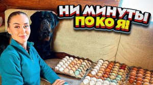 Насыщенный День на Ферме. Рецепт запеканки | Молодая Ферма