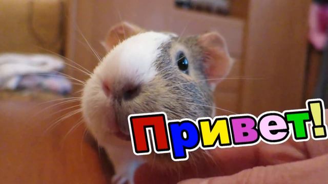 Первомай: Мир! Жужа! Май! смотреть онлайн