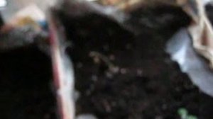 УДОБРЕНИЯ НАТУРАЛЬНОЙ МОЧОЙ