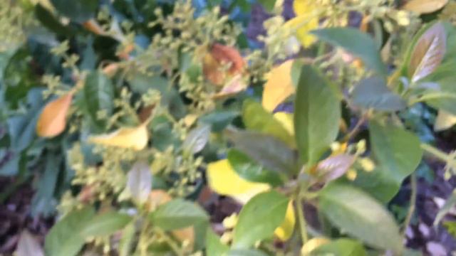 Avocado Tree Leaf Drop (NATURAL) смотреть онлайн