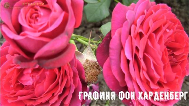 Ещё сорта весеннего каталога! rozapochtoi.ru смотреть онлайн