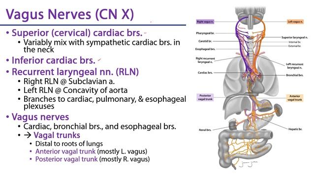 Lungs LO6 - Pulmonary Plexuses смотреть онлайн