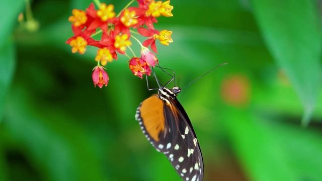 Бабочка - 2 (4K) смотреть онлайн