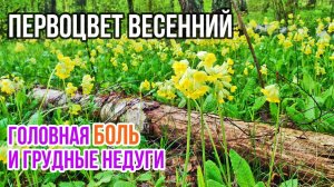 Примула весенняя или Первоцвет весенний - полезные свойства