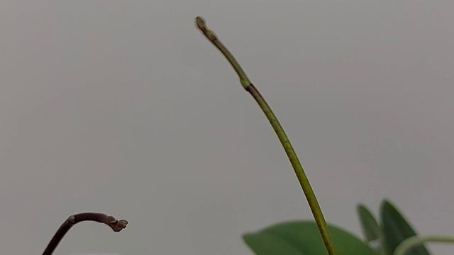 Ph equestris 'Samar' - ожидалочка. смотреть онлайн