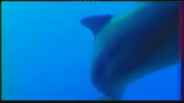 Чудо творения природы 11 смотреть онлайн