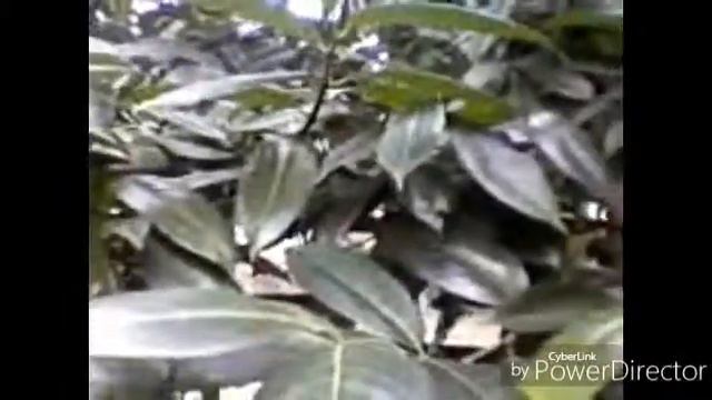 Батуми,Грузия,4 02 18,вс,2 я часть, Кафедральный Собор,Рай для Попрошаек смотреть онлайн
