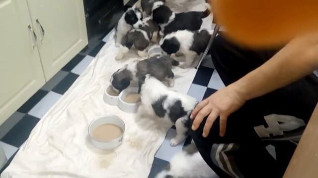 Мои собачата кушают! смотреть онлайн