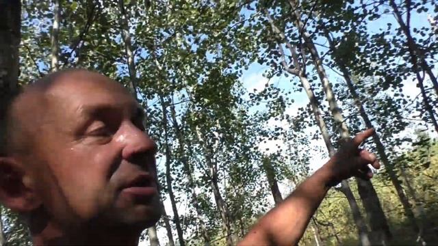 Поход за опятами! Сибирские грибы! смотреть онлайн
