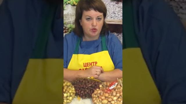 ПОПУЛЯРНЫЙ СОРТ ЧЕСНОКА, КОТОРЫЙ БЕРУТ ВСЕ ПОКУПАТЕЛИ! ЛЮБАША ЧЕСНОК ОЗИМЫЙ #сад #огород #дача