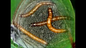 ДЕГОТЬ БЕРЕЗОВЫЙ! СУПЕР ЭФФЕКТИВНОЕ СРЕДСТВО ОТ ВРЕДИТЕЛЕЙ ОГОРОДА, САДА!!!  КАК ПРИМЕНЯТЬ ДЕГОТЬ!!