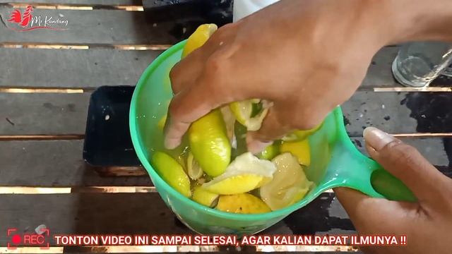M4TI SEMUA !! Cara Ampuh Basmi Kutu Ayam / Gurem - Ternak Ayam Kampung смотреть онлайн