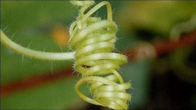 Ты удивишься - можно ли обрывать усы у огурцов? смотреть онлайн