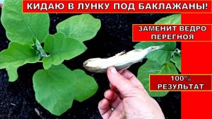 Кидаю в лунку под баклажаны при посадке рассады! Баклажаны с ума сходят от такой заправки лунки!