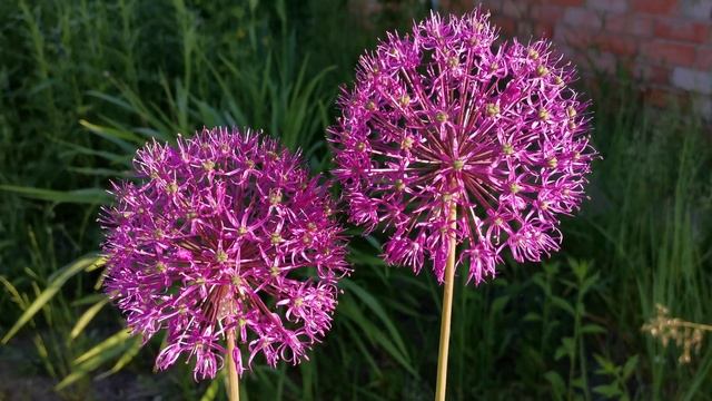 Цветение лукочеснока 7 июня 2022 года смотреть онлайн