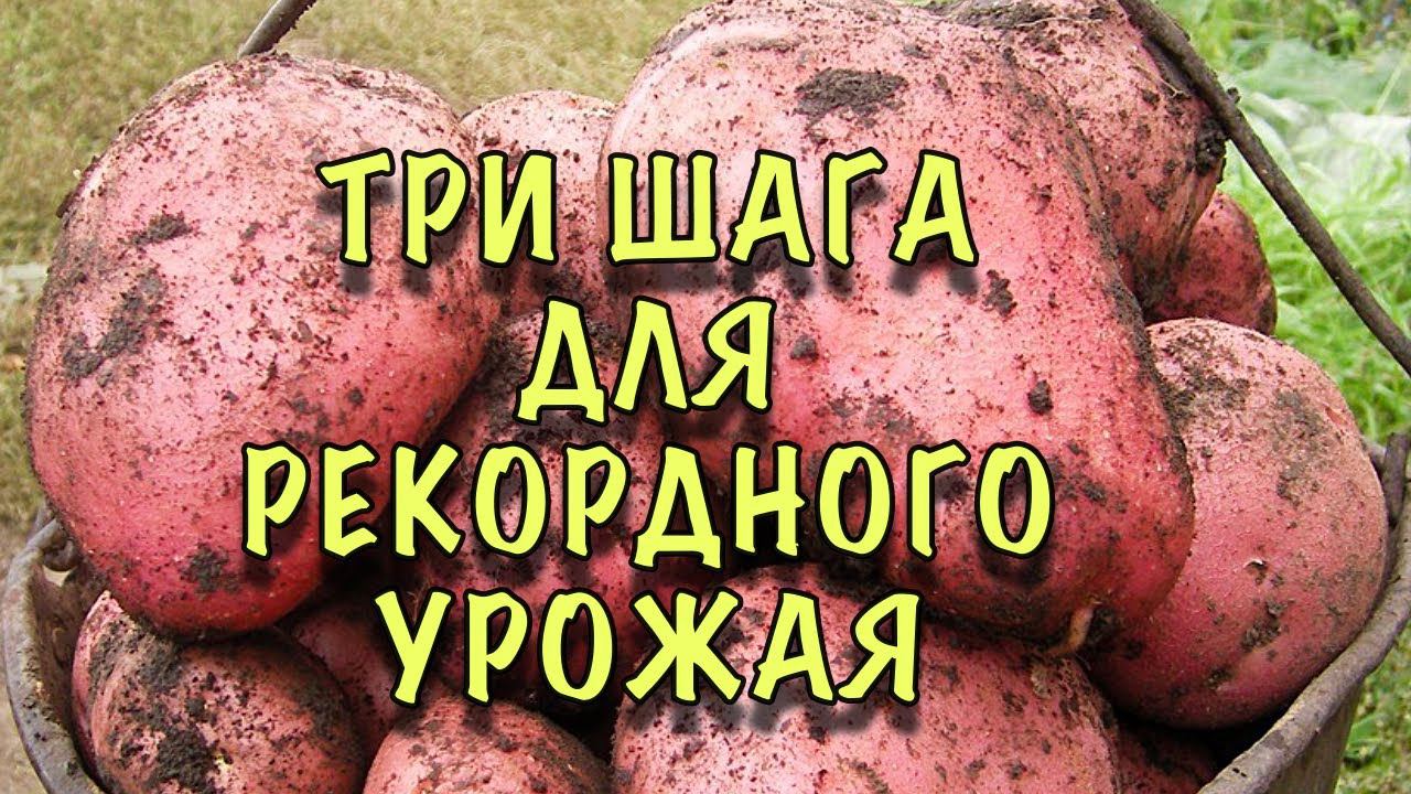 КАРТОШКИ БУДЕТ в НАМНОГО БОЛЬШЕ! Сделайте ЭТО ПРЯМО СЕЙЧАС! Уход, Защита, СУПЕР УРОЖАЙНАЯ подкормка смотреть онлайн