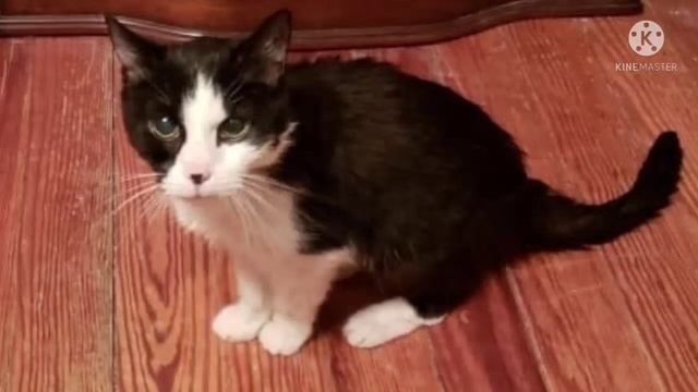 Хозяева отдали кошку в приют из-за проблем с лотком!А ей уже 20 лет и у нее почечная недостаточност смотреть онлайн
