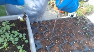 Пикировка виолы и маргаритки (1 часть)