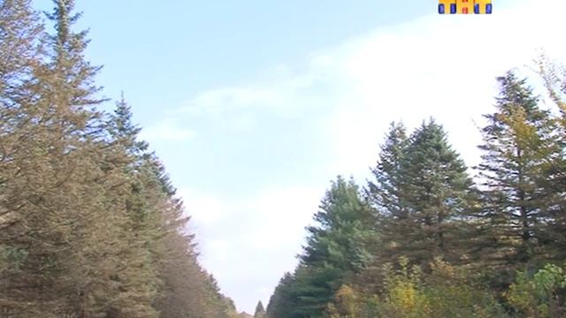 Сегодня саженцы - завтра дубрава смотреть онлайн