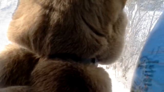 Рыжий кот увидел что кота с бровями Симу.? смотреть онлайн