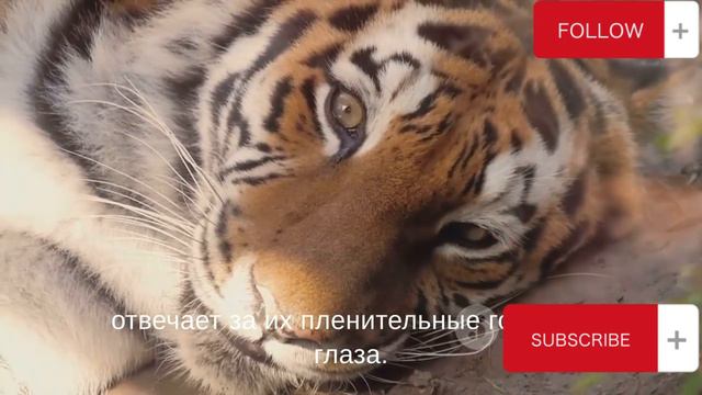 Белые тигры: Топ 5 удивительных фактов.White Tigers Unveiled: Top 5 Fascinating Facts смотреть онлайн