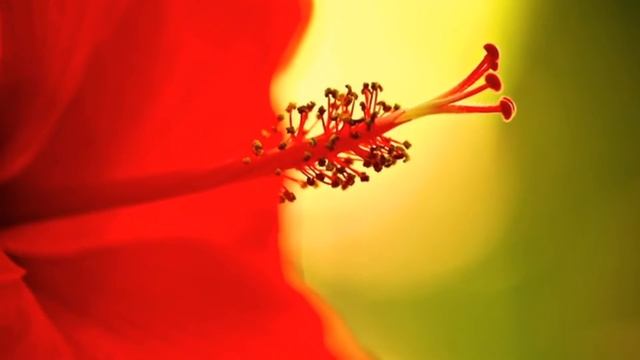 "Petite fleur" (Piccolo fiore) /Маленький цветок/ /Little flower/ смотреть онлайн