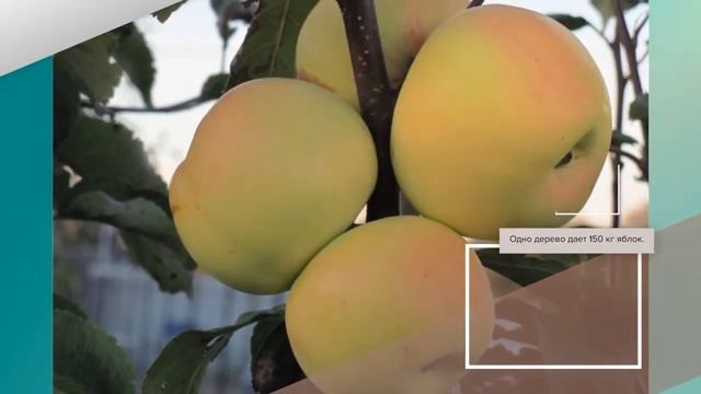 Яблоня Московское Позднее - описание сорта смотреть онлайн