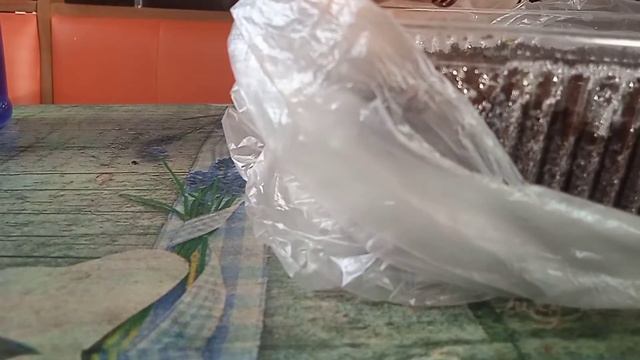 что я делаю когда плохо всходят семена петунии. смотреть онлайн