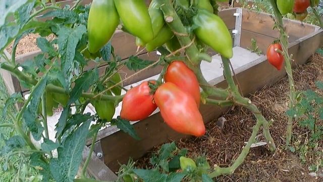 Томатный гном Десперадо. Отчаянно хорош! смотреть онлайн