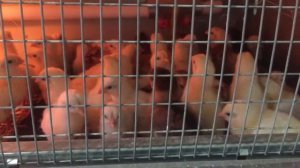 Когда переводить цыплят с пелёнки на сетку