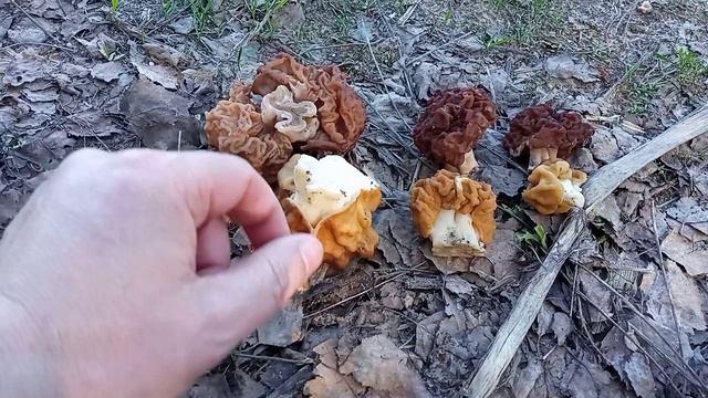 Как различить строчки!? Строчок гигантский и обыкновенный. Сравниваем, учимся отличать. смотреть онлайн