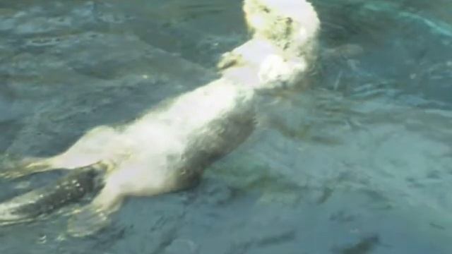 LISBOA-ORIENTE EST.wmv смотреть онлайн