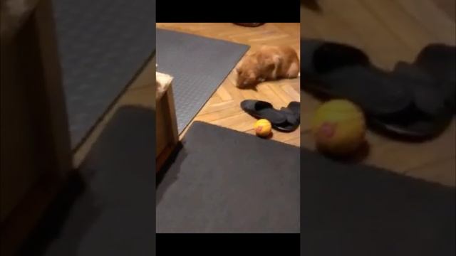 Коты, Мейн-кун (maine coon) и Шотландский вислоухий (scottish fold) смотреть онлайн