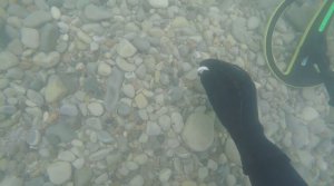 А кольца не кончались | Подводный коп с Minelab